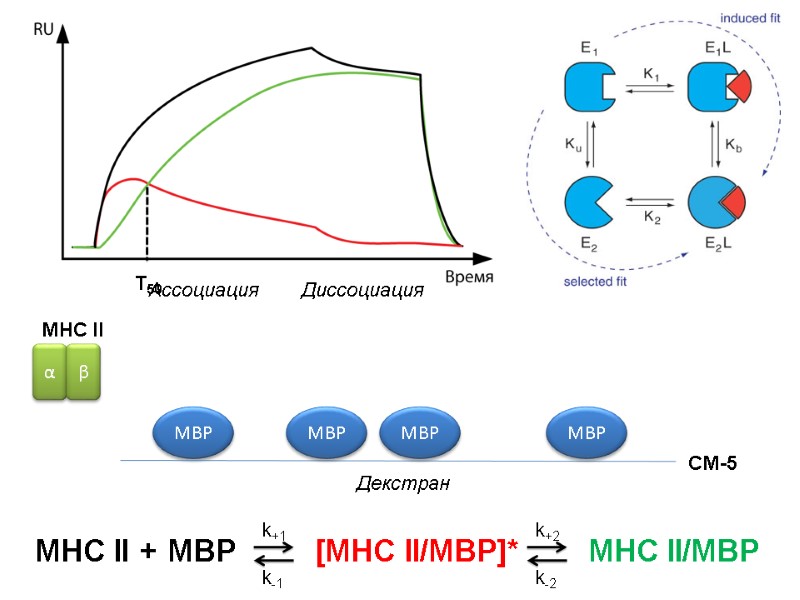 MBP Декстран CM-5 MBP MBP MBP Ассоциация Диссоциация T50